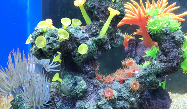  Aquarium